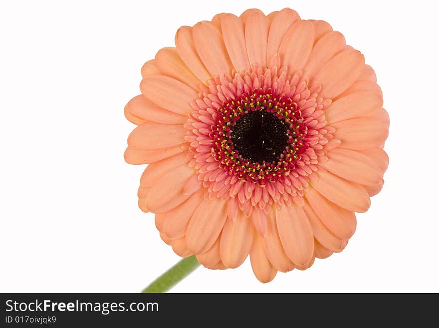 Orange gerbera on white background