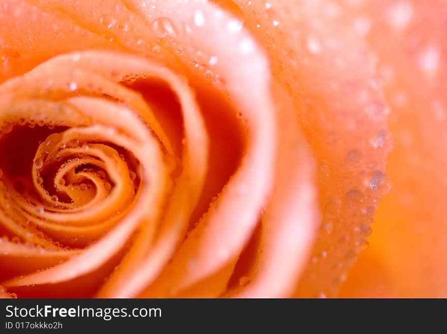 Pink Rose with small dew drops. Pink Rose with small dew drops.