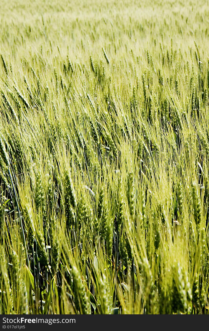 Wheat field