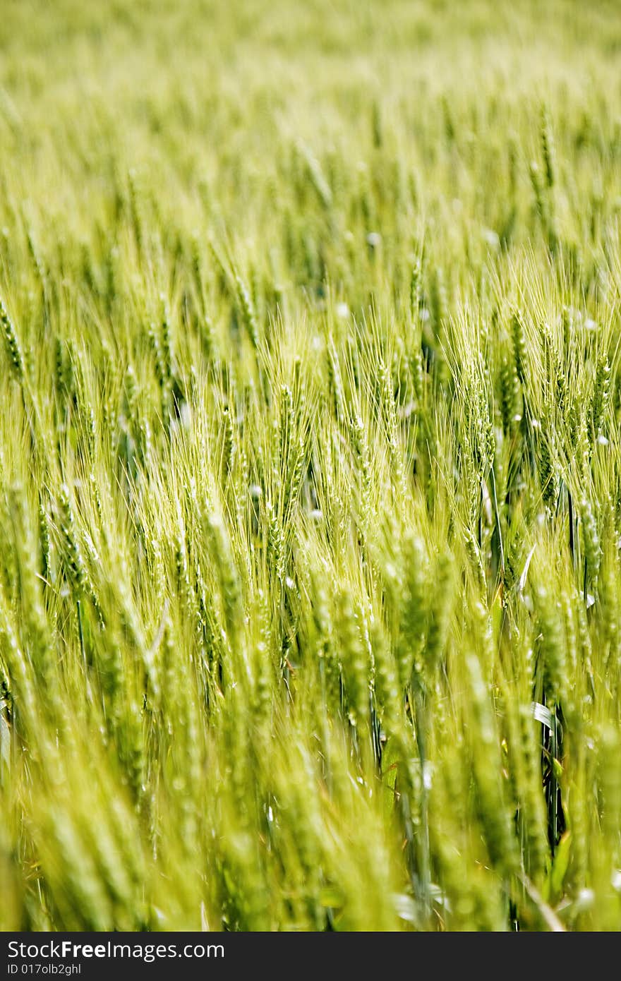 Wheat field