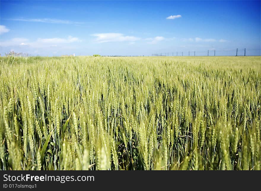 Wheat field with blue sky