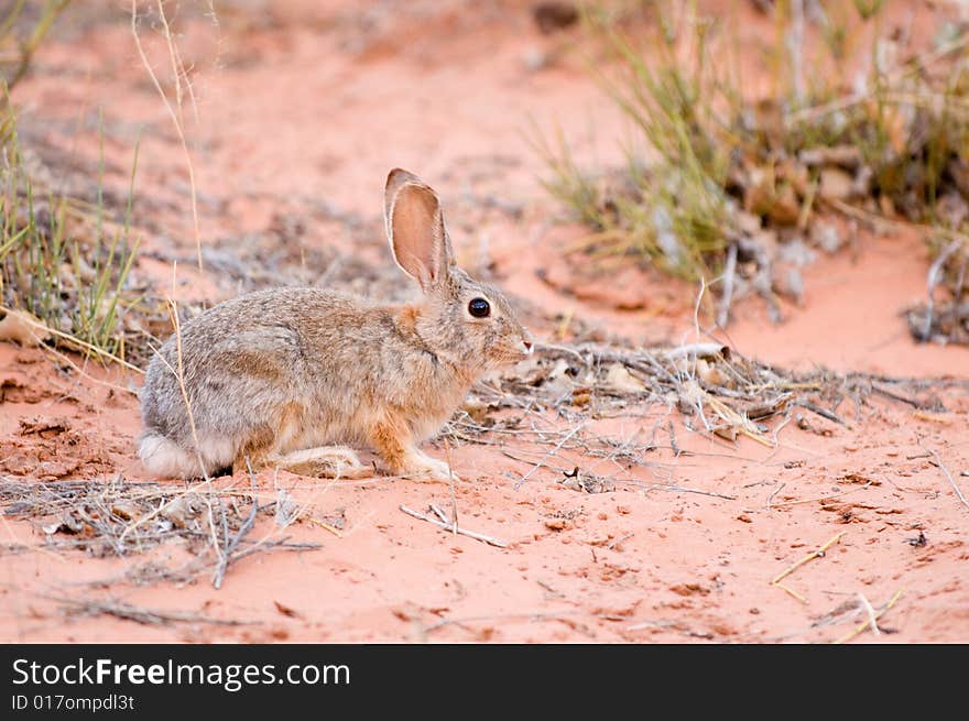 Sand bunny hiding in arches national park desert. Sand bunny hiding in arches national park desert