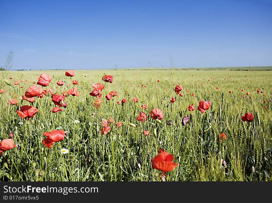 Wheat field with poppies and a blue sky