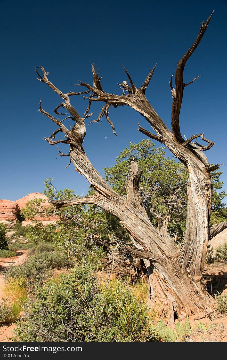 Dead tree in canyonland utah with the moon showing in the middle on a blue sky. Dead tree in canyonland utah with the moon showing in the middle on a blue sky