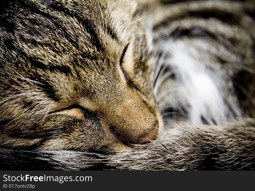 Sleeping Cat