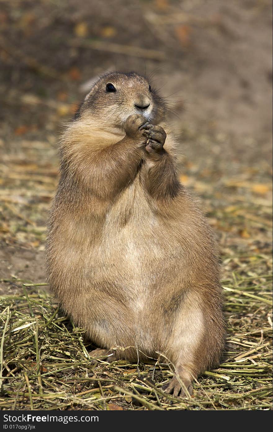 Prarie dog