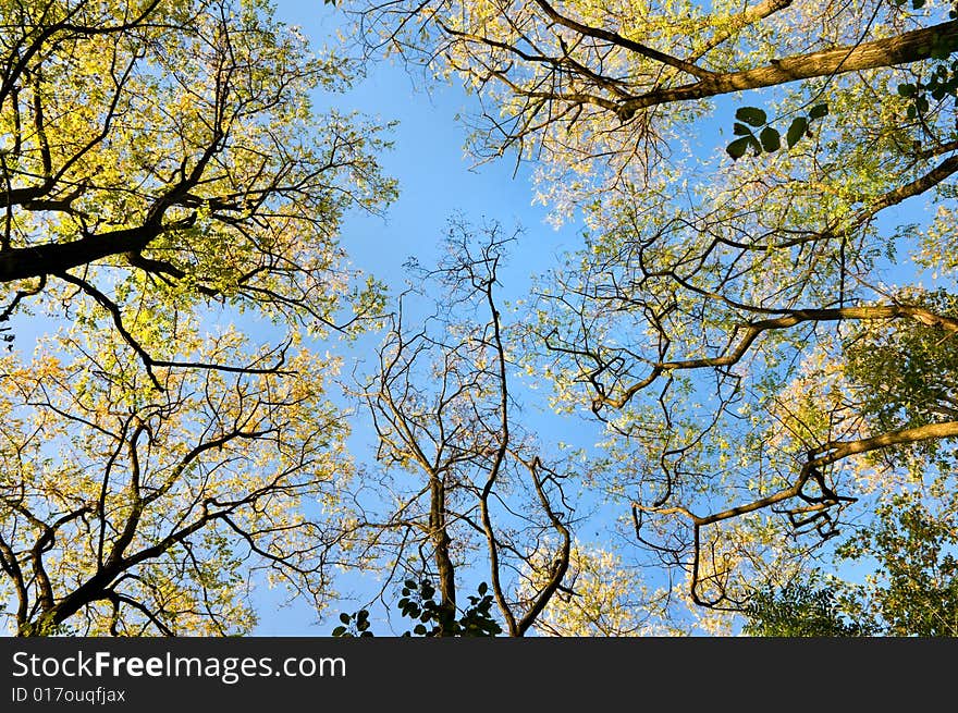 Underside view of autumn trees