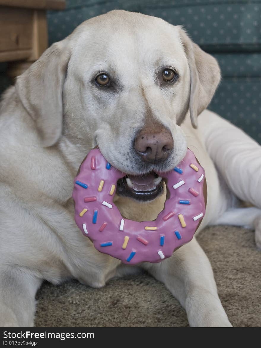 Yellow lab with toy