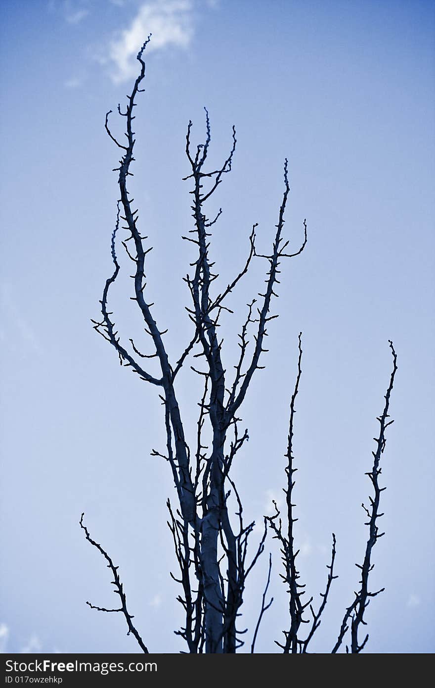 Spooky tree