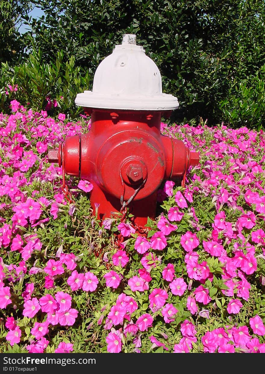 Fire Hydrant And Flowers