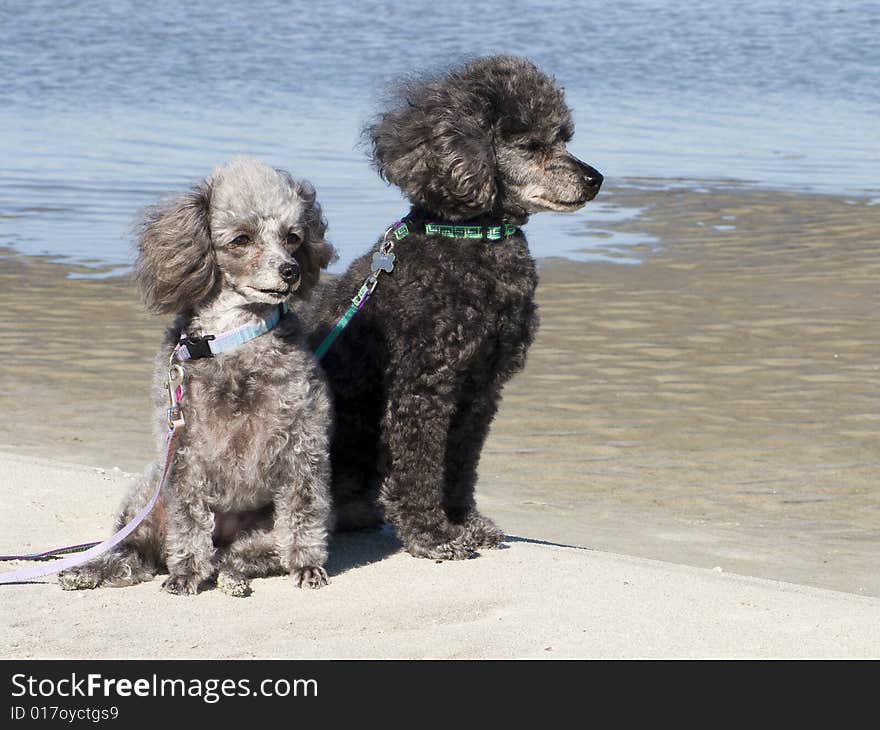 Poodles on the beach