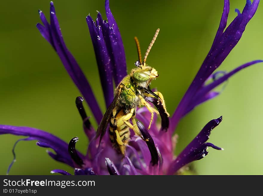 Bee in flower