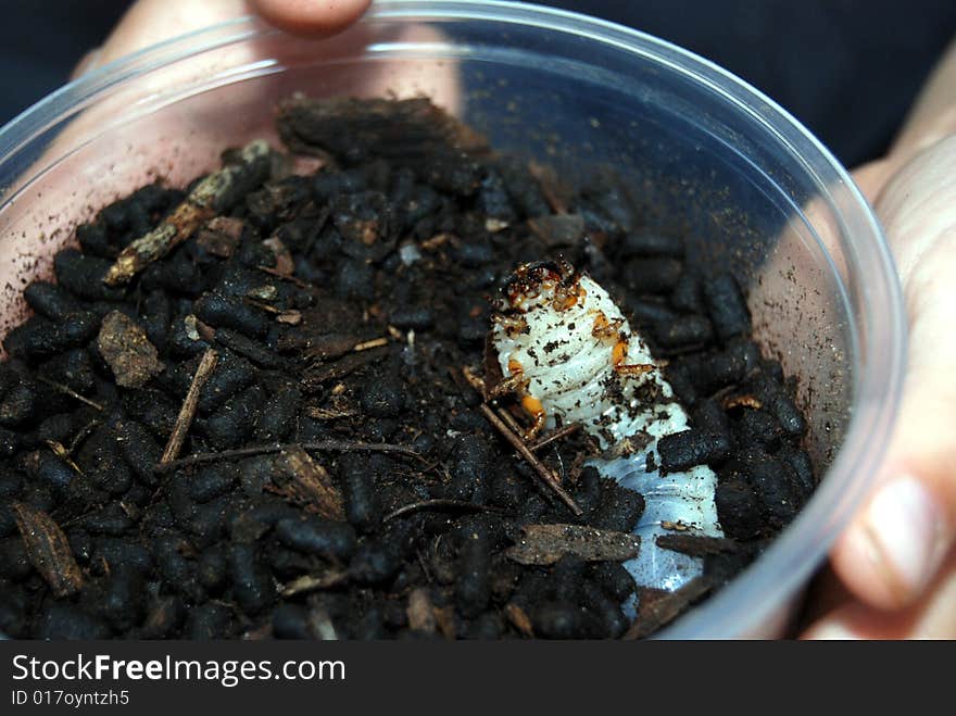 Boy holding a grub of a chelorrhina polyphemus beetle, will coccoon and turn into adult in about 14 months, close up. Boy holding a grub of a chelorrhina polyphemus beetle, will coccoon and turn into adult in about 14 months, close up