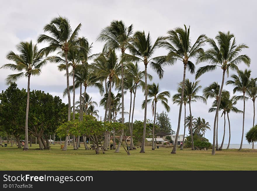 Palm Trees