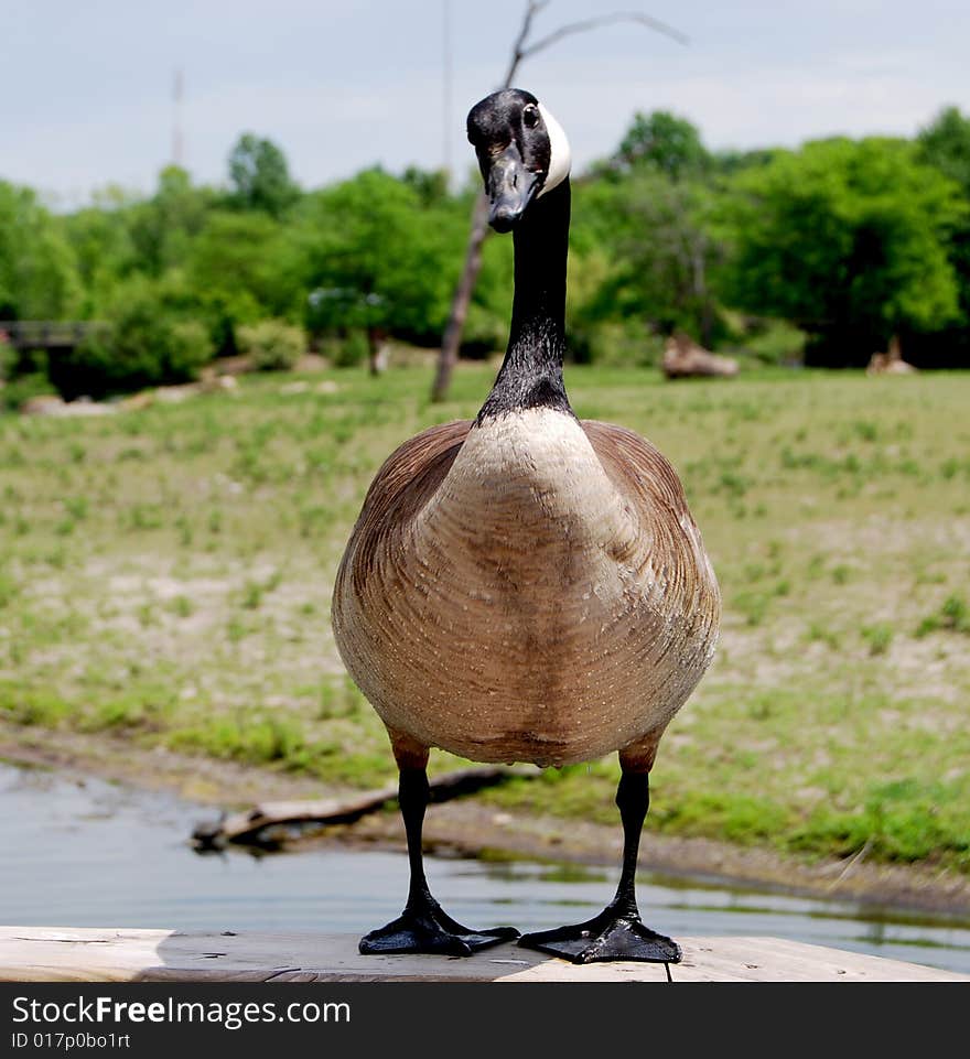 Goose Standing