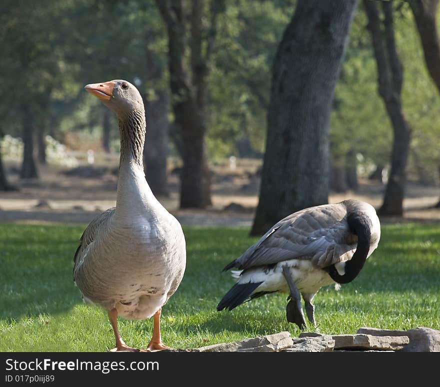 Two geese on rock wall with grass and trees