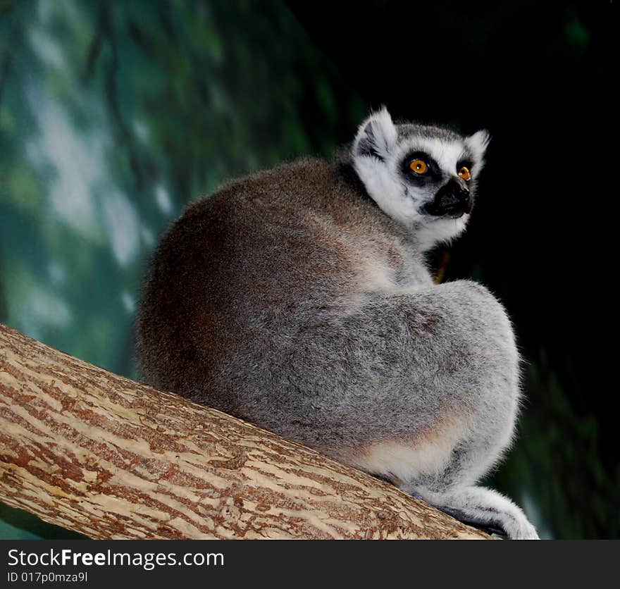 Lemur On Tree