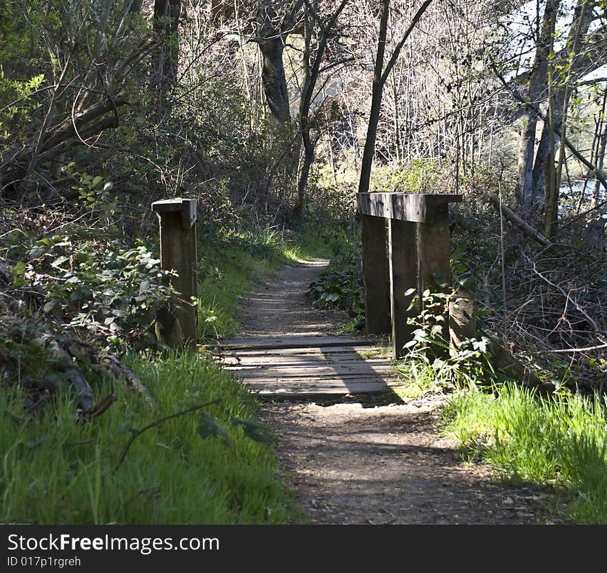 Wooden bridge in trees