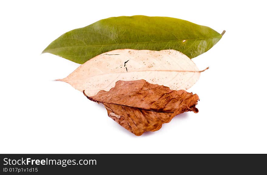 Autumn leaves on White