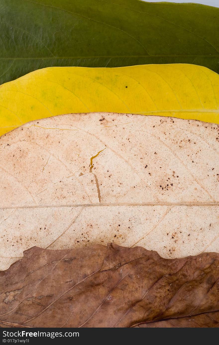 Autumn leaves on White