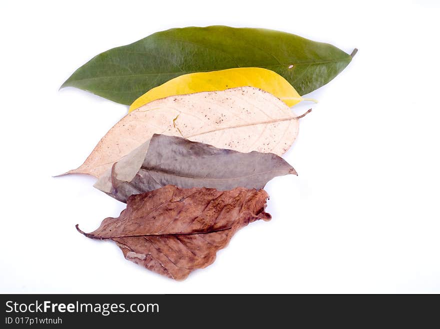 Autumn Leaves On White