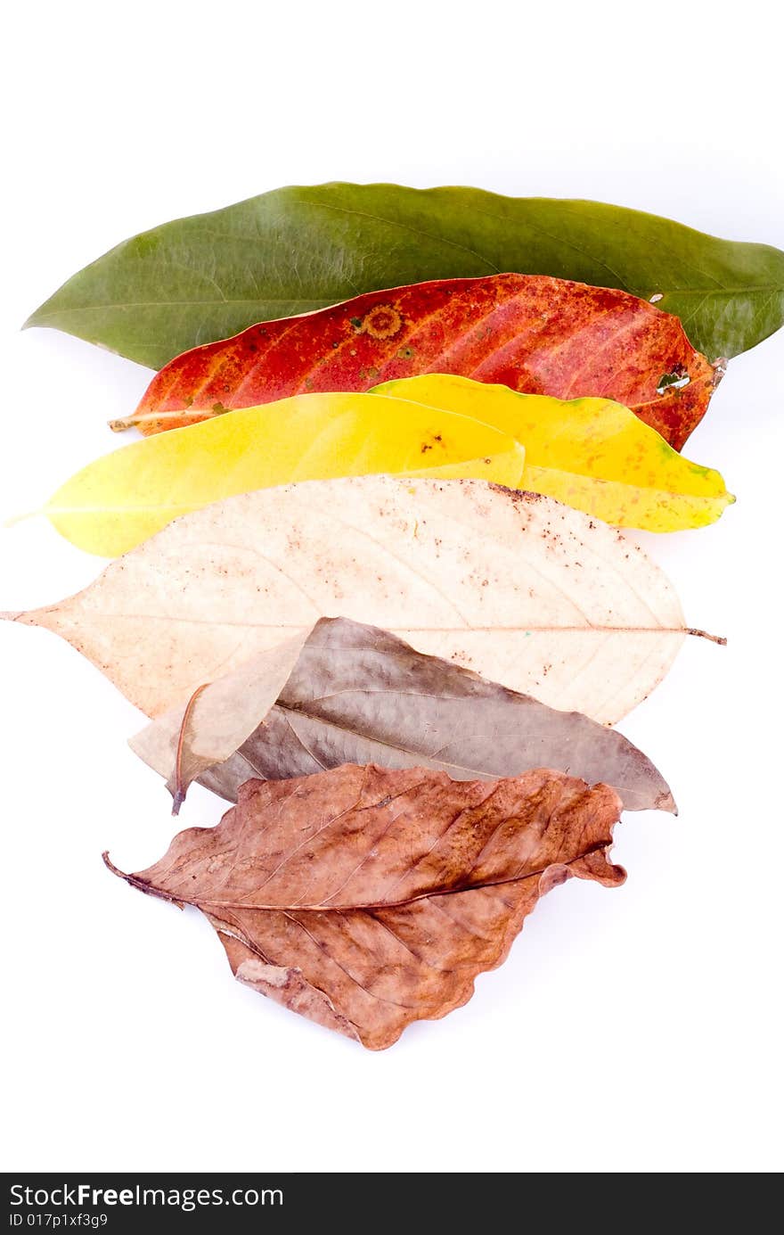 Colorful autumn leaves isolated on white background. Colorful autumn leaves isolated on white background