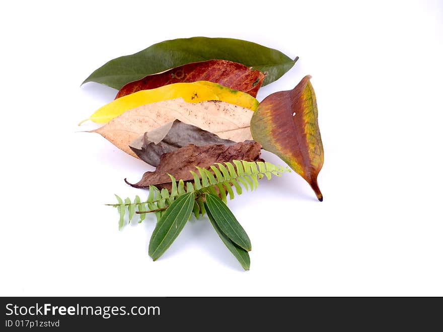 Autumn leaves on White