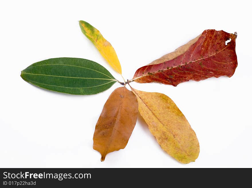 Autumn leaves on White