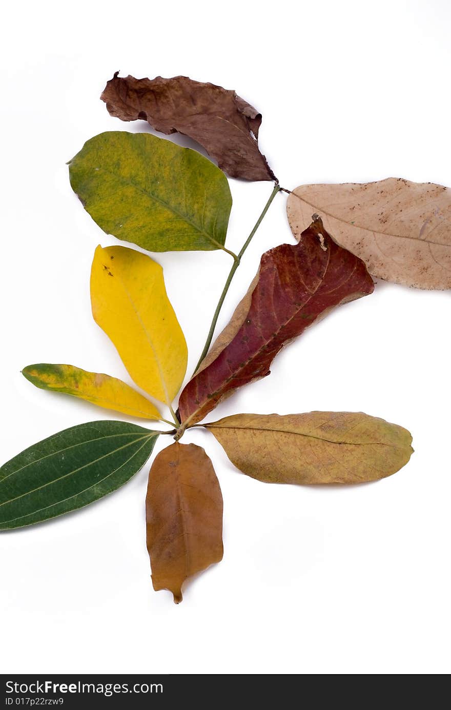 Autumn Leaves On White