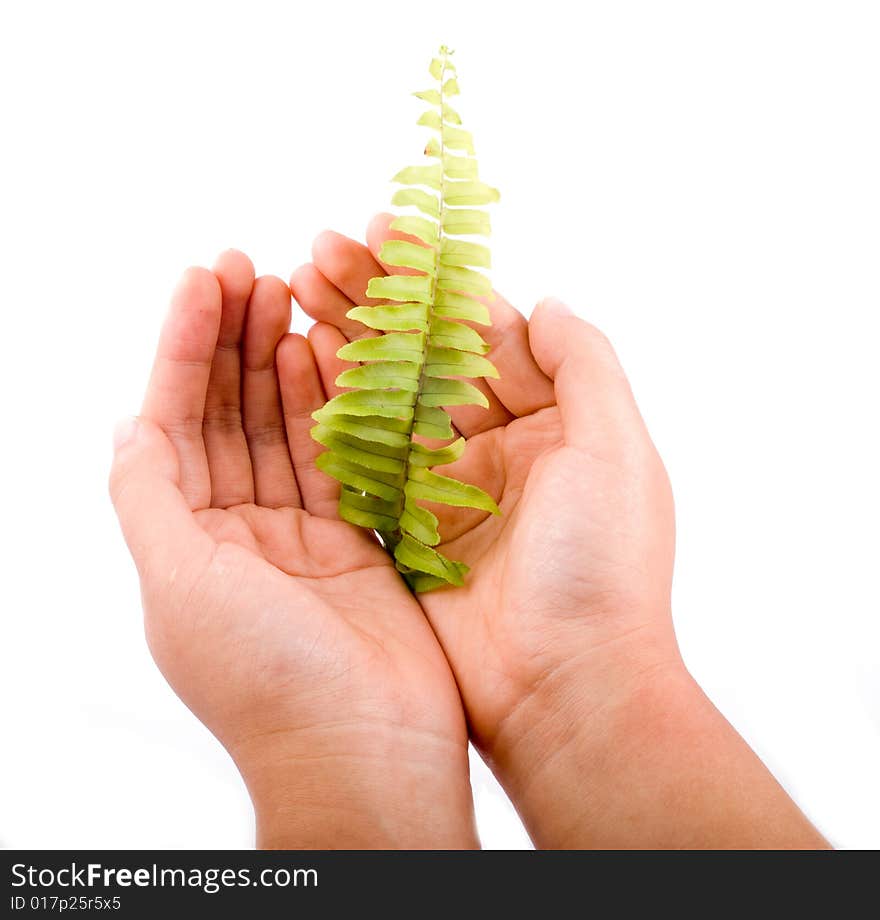 Holding Leaf Isolated