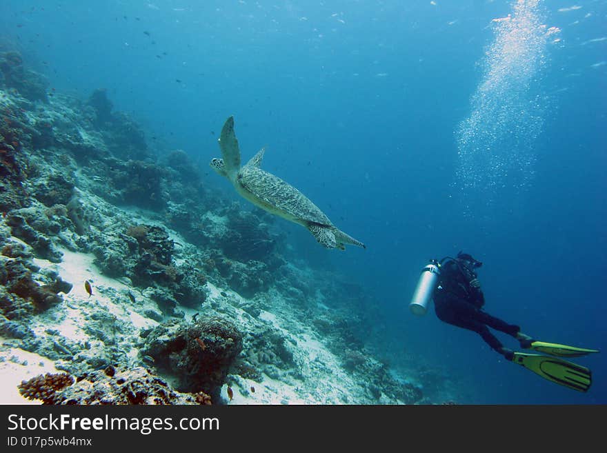 Turtle swims through the blue tropical water