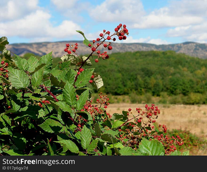 Red Berry on the Crimea Mountains