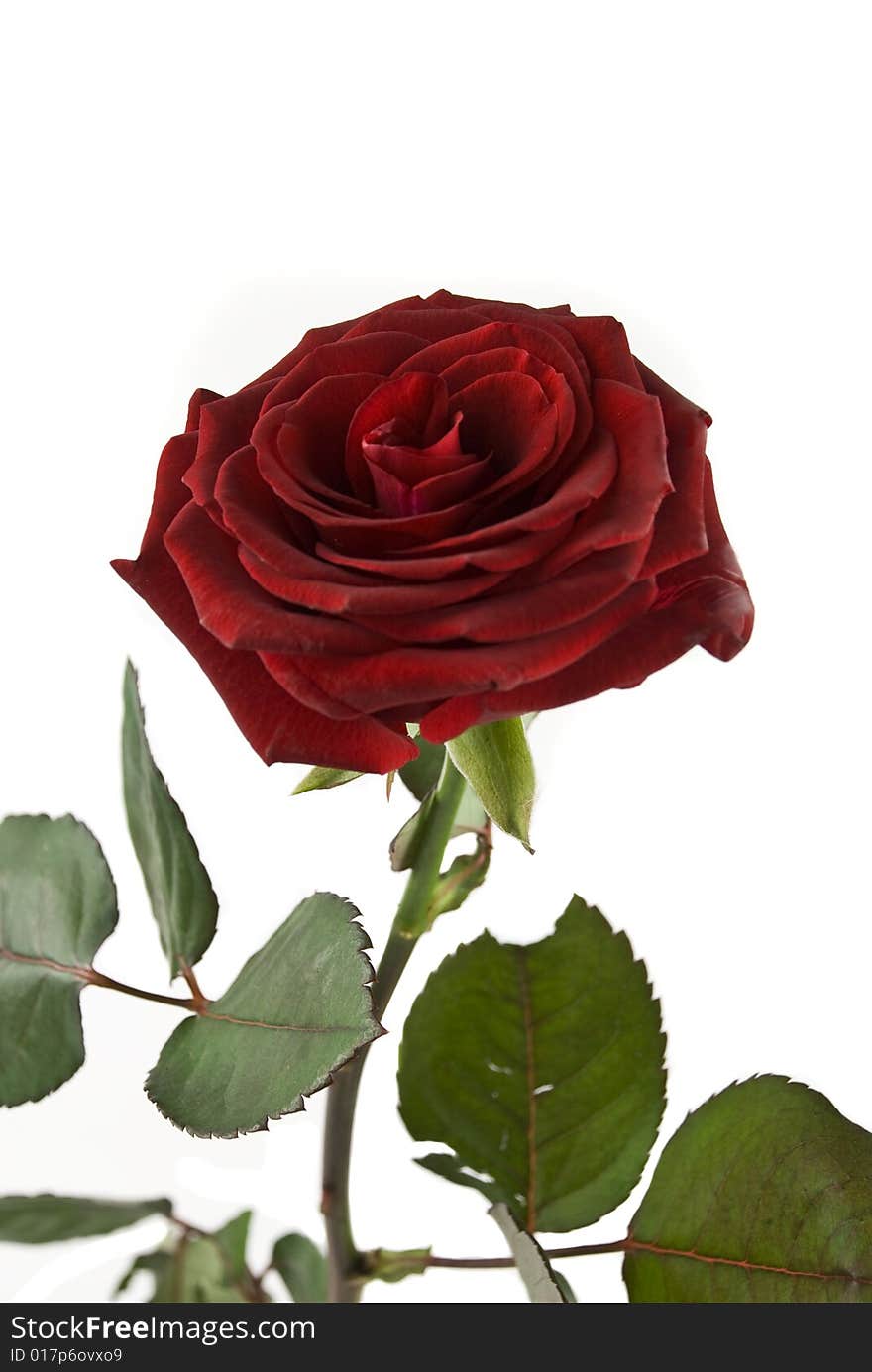 Single Red Rose