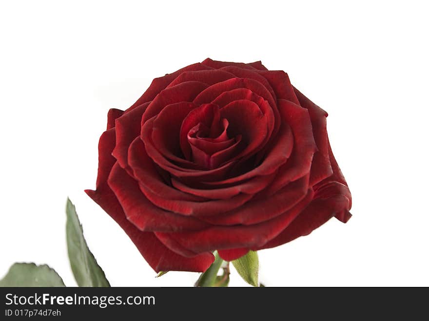 Closeup  of Black Baccara rose isolated on white,check also  <a href=http://www.dreamstime.com/flowers-rcollection8228-resi828293>Flowers</a>