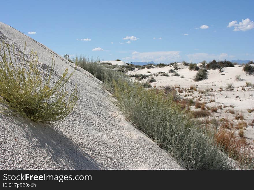 Steep hill with bushes and foliage at White Sands National Park.