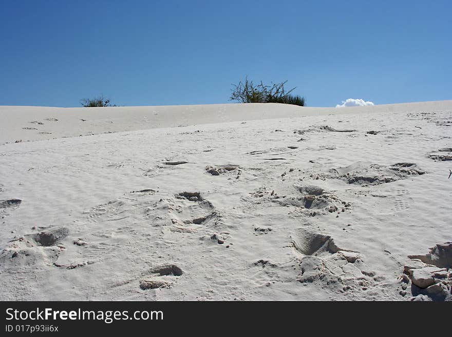 Tracks In Sand