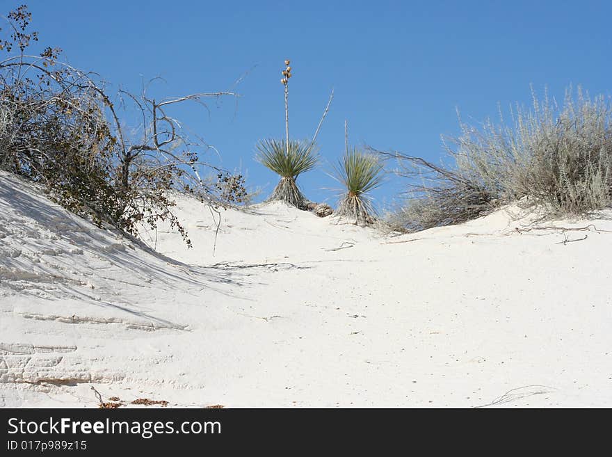 Desert plants and foliage at White Sands National Monument in New Mexico. Desert plants and foliage at White Sands National Monument in New Mexico.