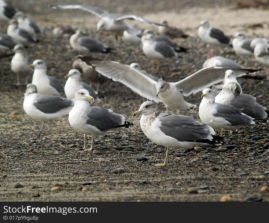 Big group of seagulls resting on seashore. Big group of seagulls resting on seashore