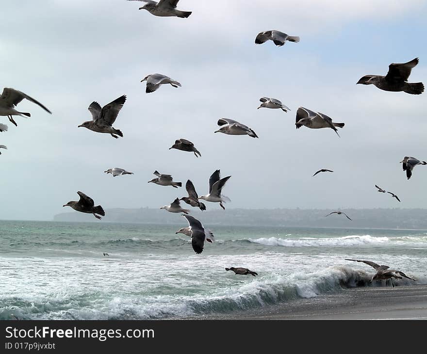 Big group of seagulls taking off from beach. Big group of seagulls taking off from beach