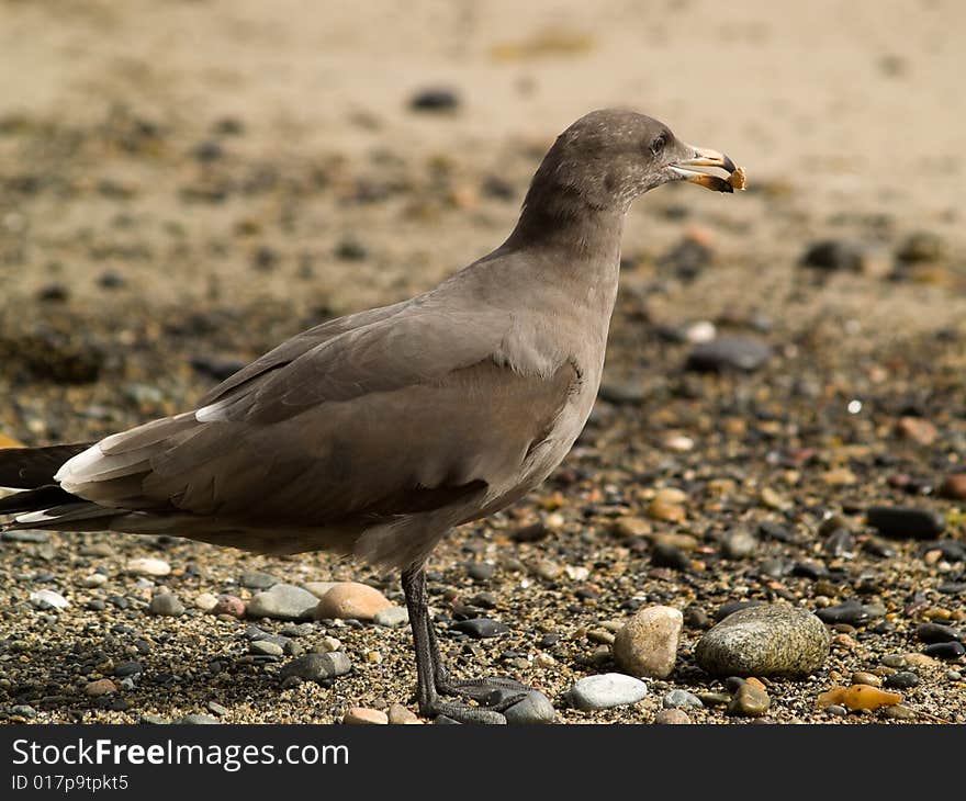 Brown seagull on beach holding pebble in beak