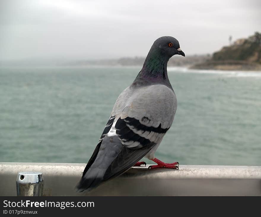 Pigeon sitting on hand rail on seashore. Pigeon sitting on hand rail on seashore