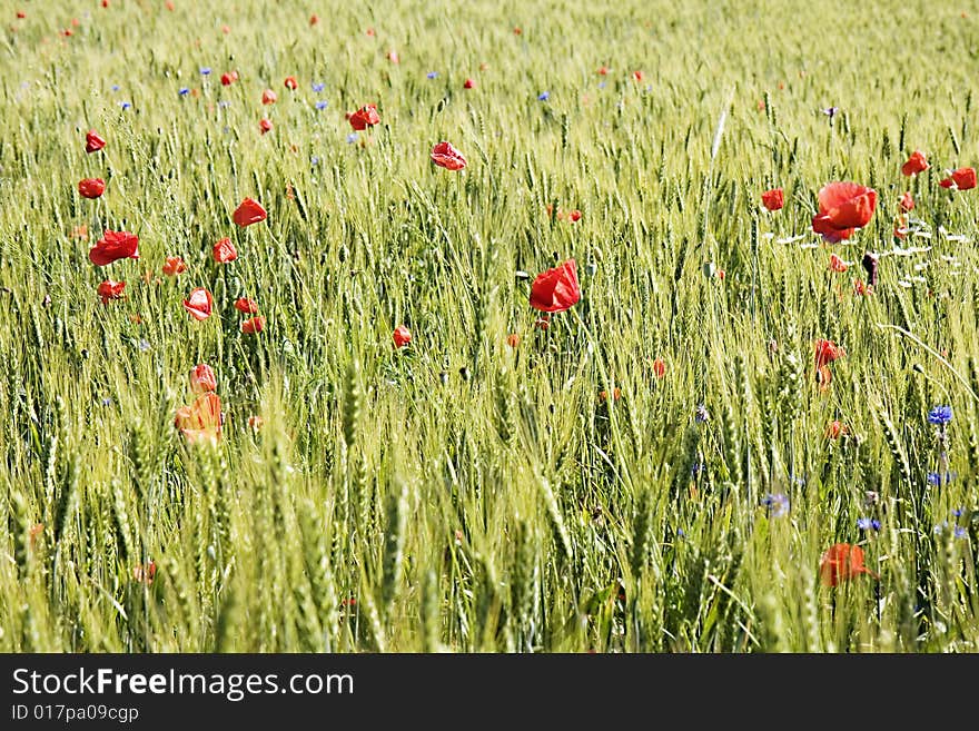 Wheat field with poppies and a blue sky