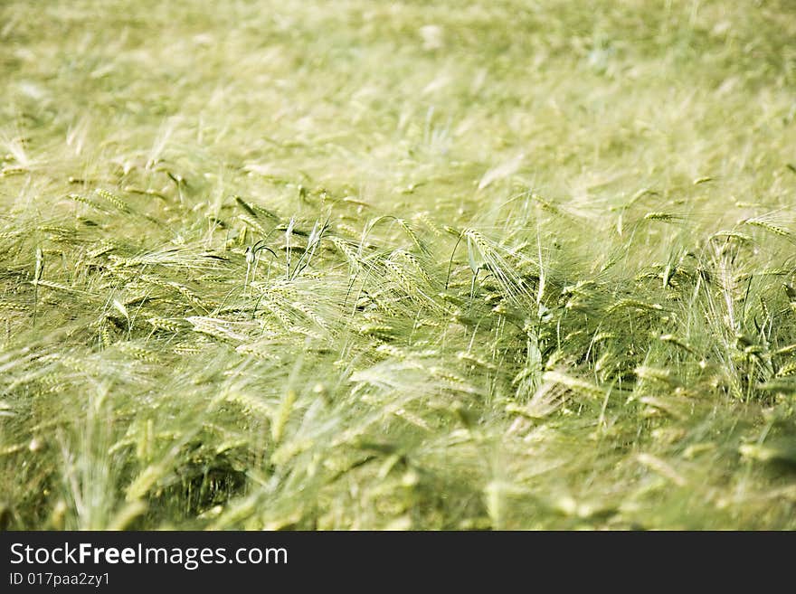 Wheat field