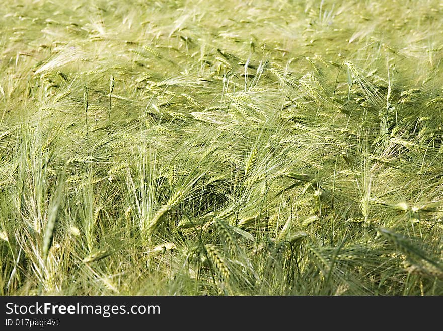 Wheat field