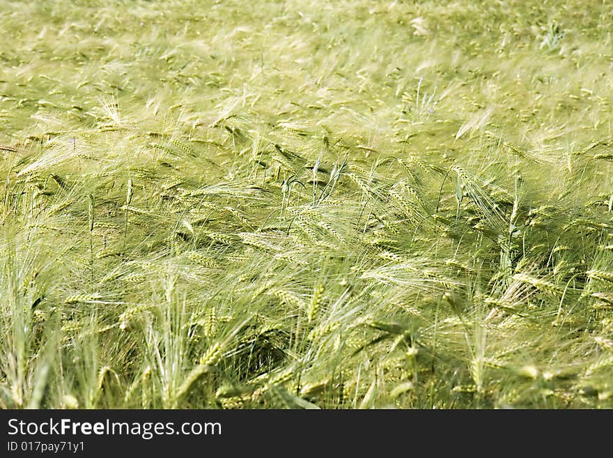 Wheat field