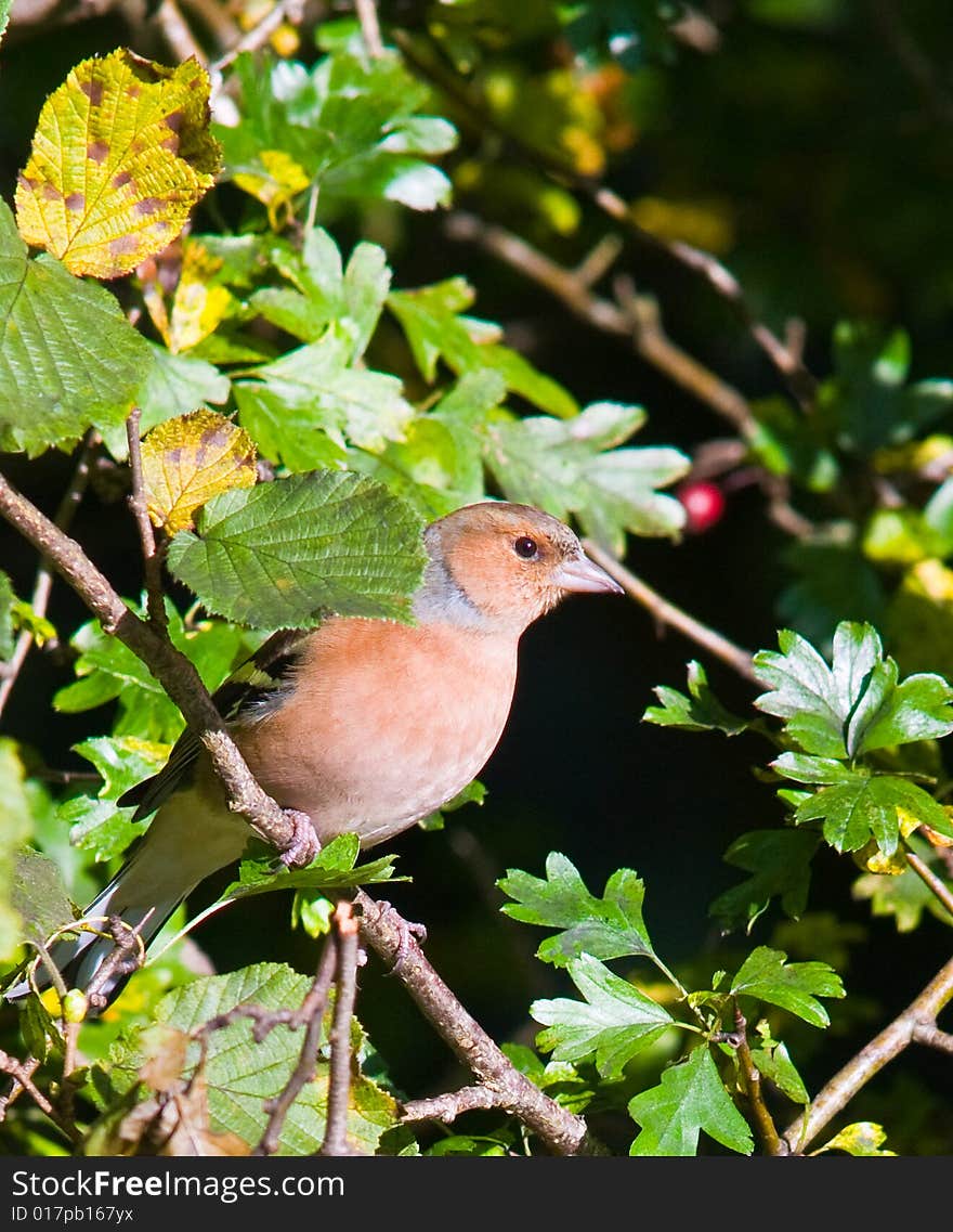 Chaffinch