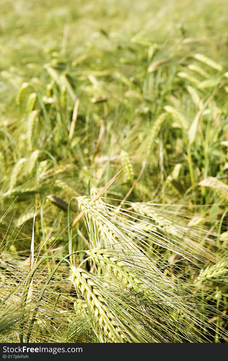 Wheat field