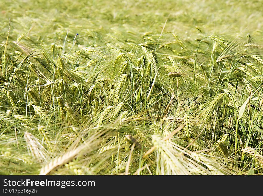 Wheat field