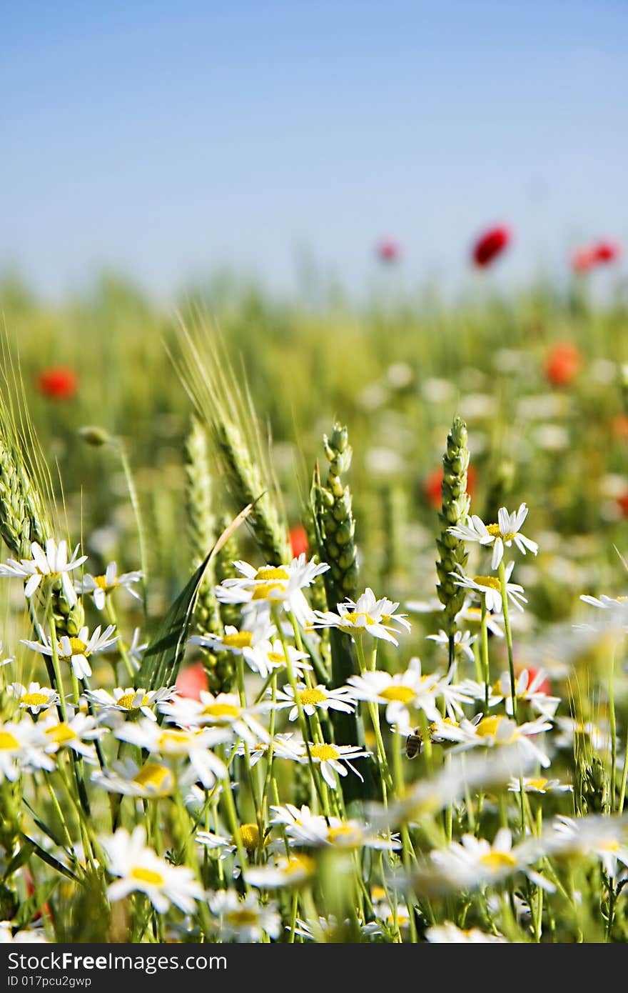 Field of wheat with lots of white and red fl