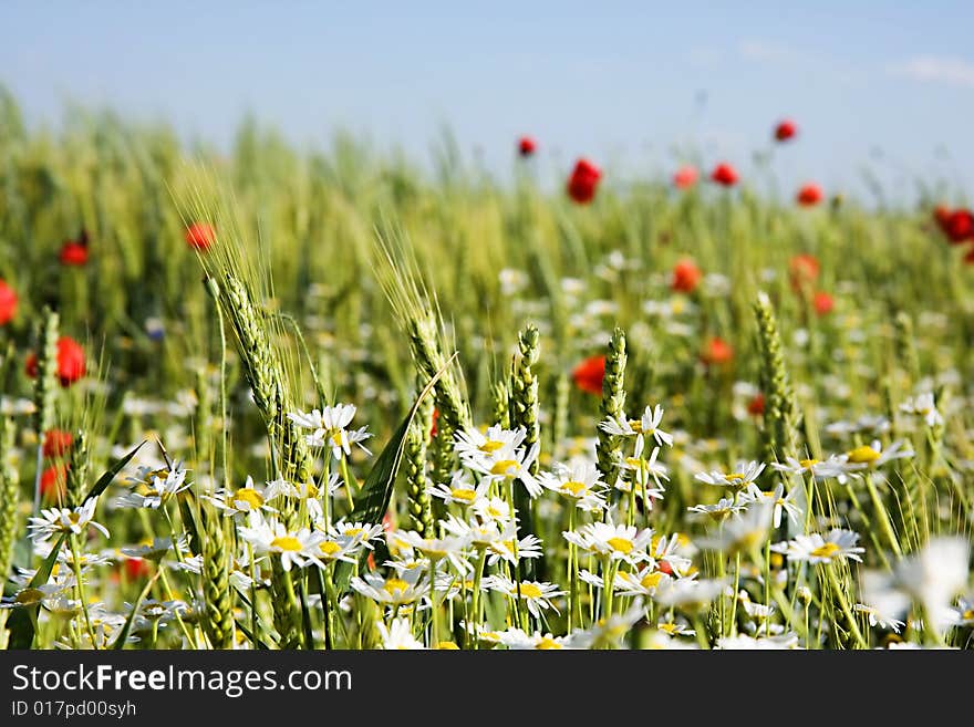 Field of wheat with lots of white and red fl